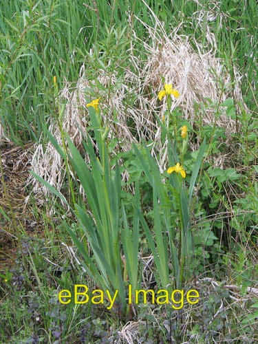 Photo 6x4 yellow iris - photo,