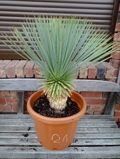 Yucca Rostrata n.21 "Qualità