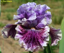 Iris TB, 'I Broke It' (Paul