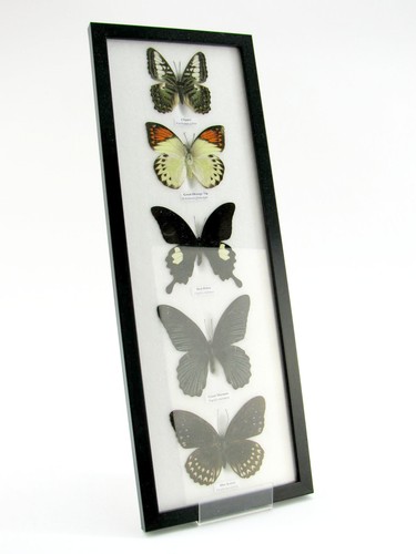 Farfalle splendidamente - 5,