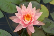 15 SEMI DI NINFEA COLORADO