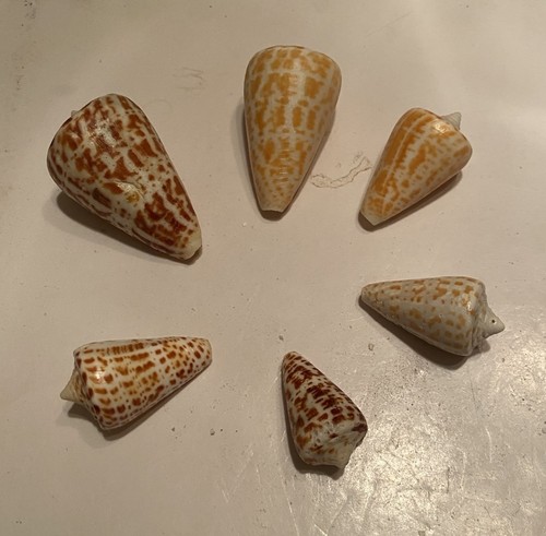 Bellissime conchiglie cono - bellissime,