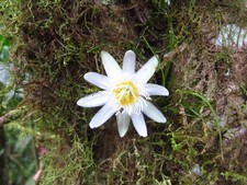 10 Semi di Passiflora