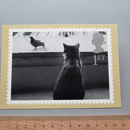 Vintage postcard cats and dogs - vintage,