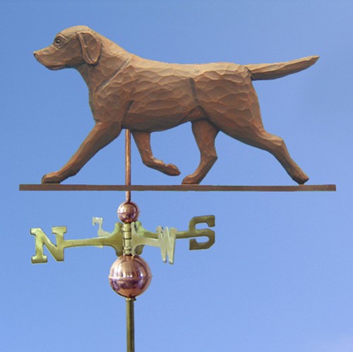 Cioccolato labrador retriever - labrador,