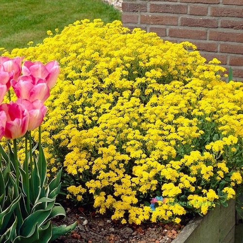 100 semi giallo - , thymus