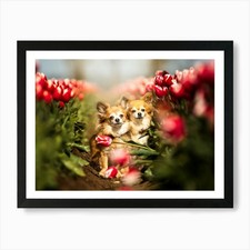 Chihuahua tra i tulipani -