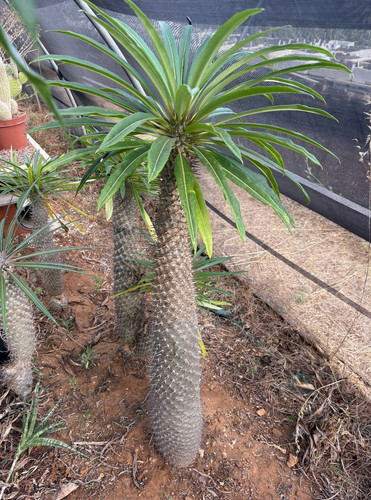 Pachypodium lamerei cactus - -,