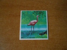 FIGURINA ANIMALI - N. 496 -