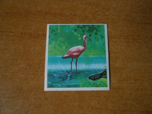 Figurina animali 496 - -, n.