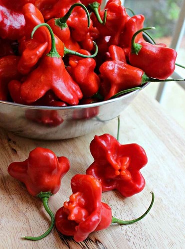 Peperoncino bishop crown - peperoncino, bishop’s
