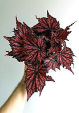 Sale2436 Rex Begonia Etna 20