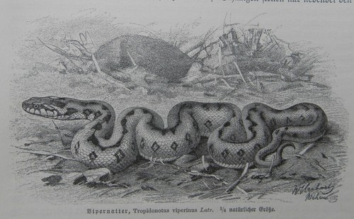 Vipernatter natrix maura - vipernatter,