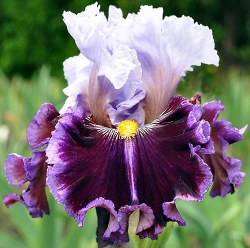 Iris megarich barry - iris, 'megarich'
