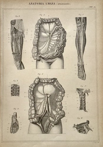 Stampa antica incisione - antica,