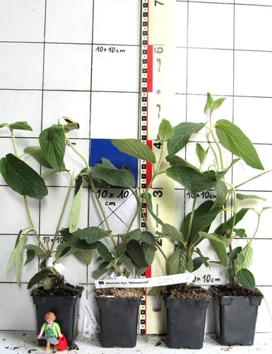 Viburnum rhytidophylloides - viburnum,