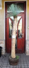 Yucca rostrata tronco 210 cm - rostrata,,