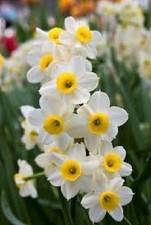 8 bulbi di NARCISI MINNOW 10/11