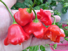 15 semi di peperoncino BISHOP'S CROWN RED (+ omaggio ogni 5 acquisti)