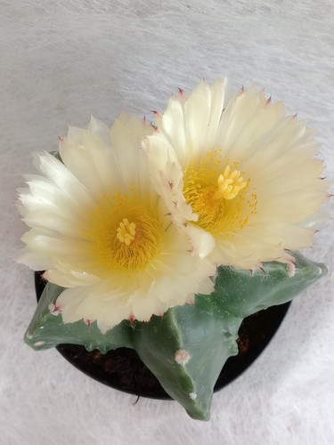 Astrophytum myriostigma ibrido - astrophytum,