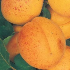 PIANTA DA FRUTTO ALBICOCCA