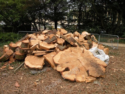 Photo 6x4 felled cedar - 6x4,