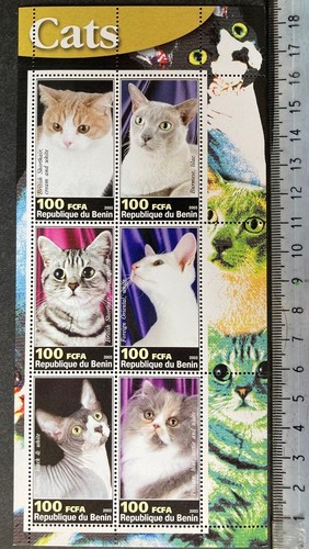 2003 cats animals burmese