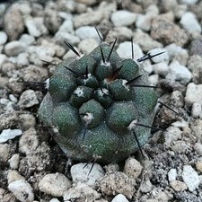 Copiapoa cinerea FK 37
