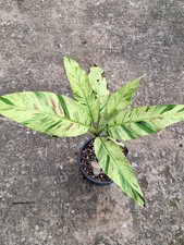 Musa Cola MINT Variegata 10