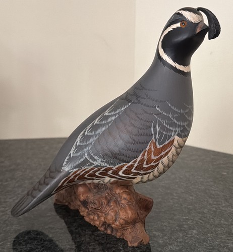 Western quail uccellino - quail, in
