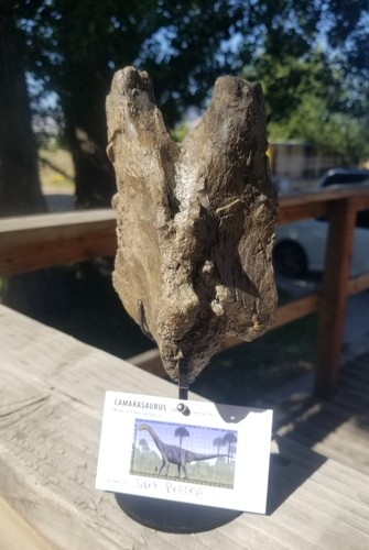 Esemplare dinosauro fossile - esemplare, di