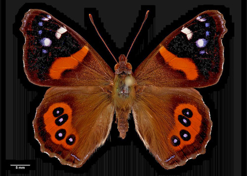Nymphalidae vanessa - nymphalidae,