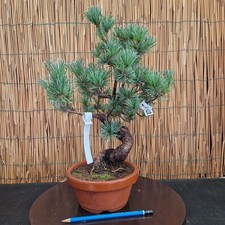 Bonsai di Pino Pentaphilla h