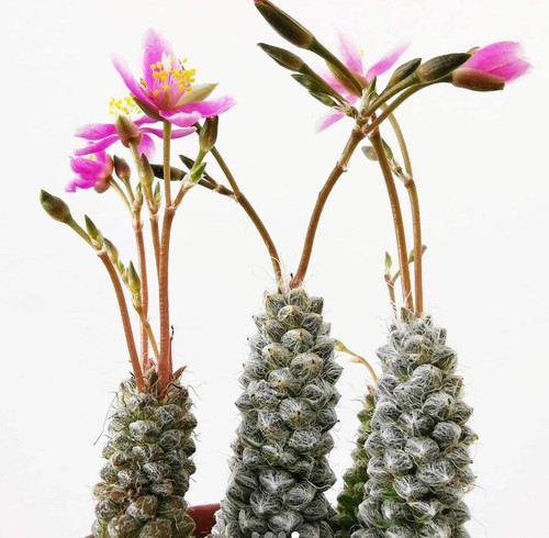Anacampseros baeseckei seeds - anacampseros,