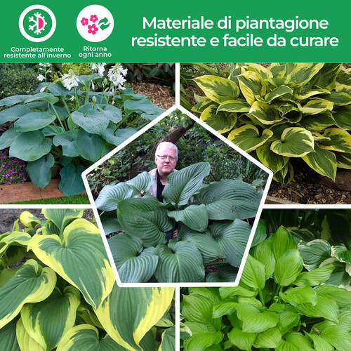 Pianta hosta - di, di