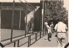 B5 -  Foto Photo Fotografia Anni 60 - Zoo Animata giraffa