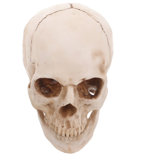 Teschio halloween decorazione - teschio,