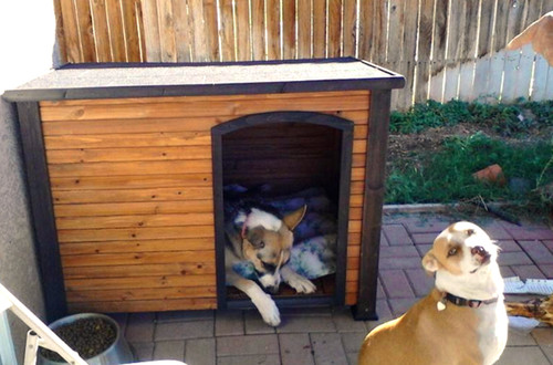 Cuccia per cani media - cuccia,