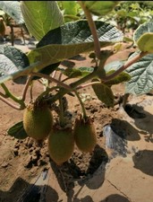 Kiwi saplings and are suitable