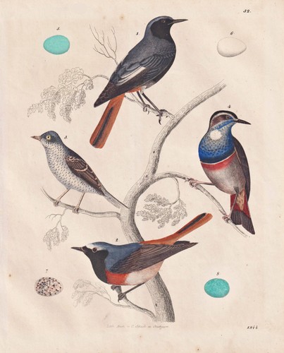 Singer vogel uccellini - uccellini,