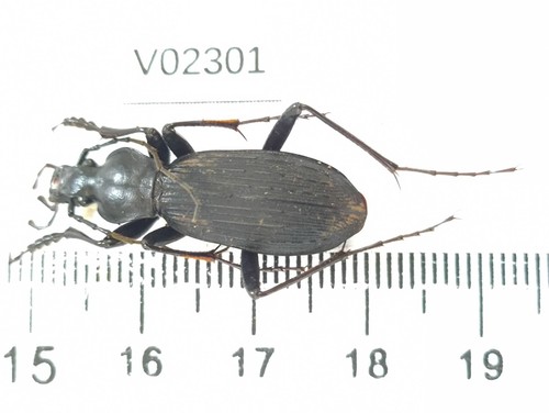 V02301 insetti carabidae - v02301.,