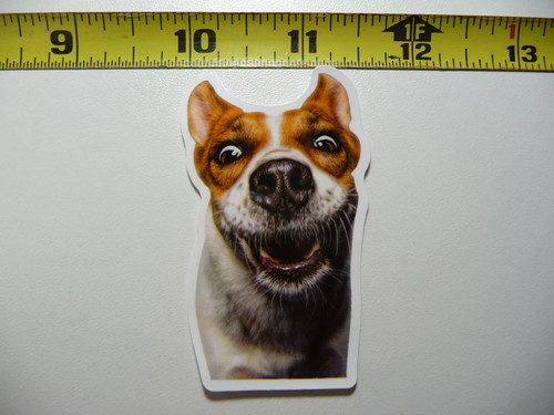 Rat terrier attesa trattamento - terrier,