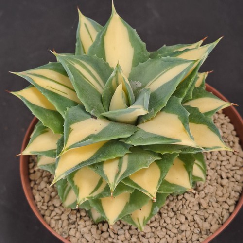 Agave kissho kan nishiki - agave, "kissho