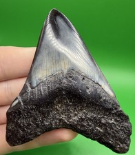 Gemma fossile vero autentico