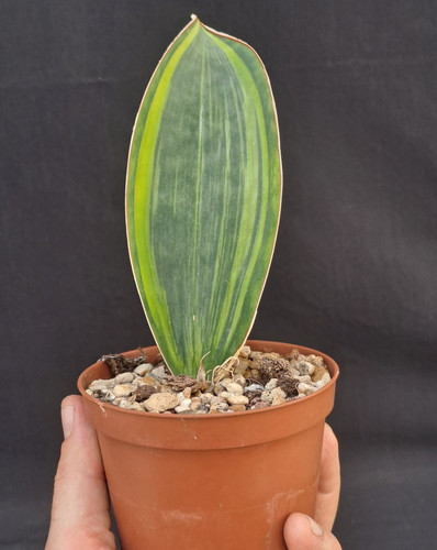 Sansevieria masoniana - , f