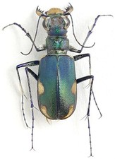 Carabidae, Cicindelinae