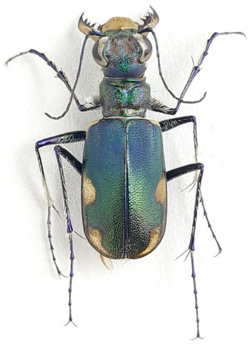 Carabidae cicindelinae - carabidae,,