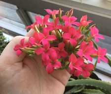 Kalanchoe kewensis RARA pianta succulenta - ben radicata vedi foto