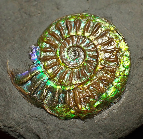 Green iridescent caloceras - green,