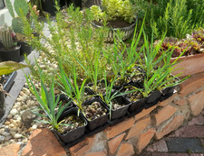 Yucca x gloriosa "Narrow"